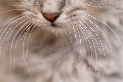 Cat Whiskers and the Law of Attraction: Using Whiskers to Manifest Your Desires